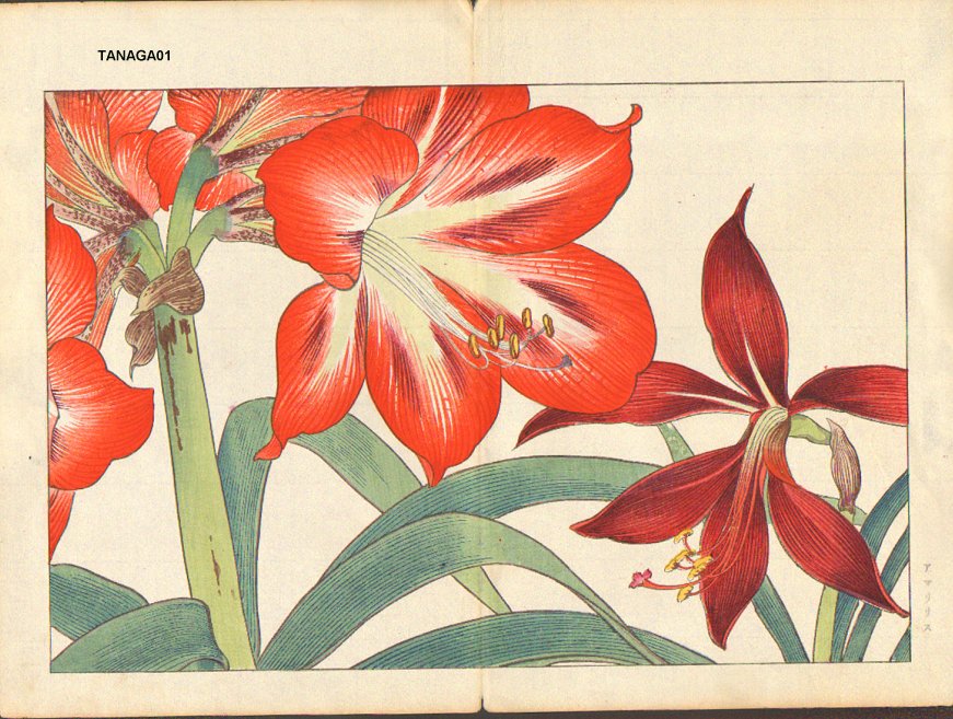 Amaryllis