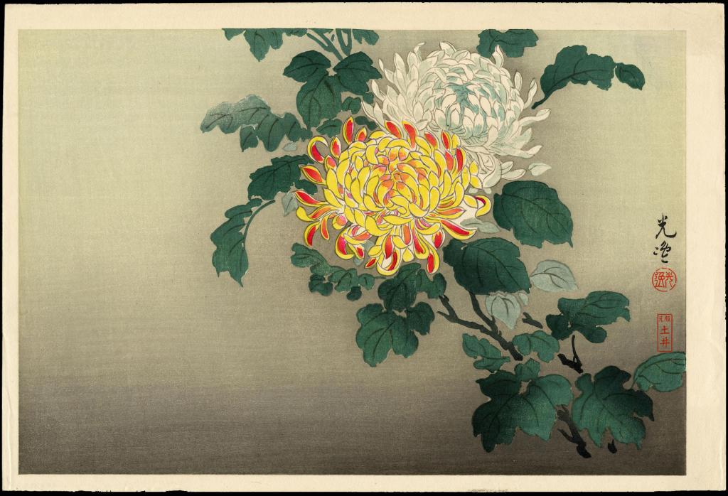 flowers of chrysanthemum