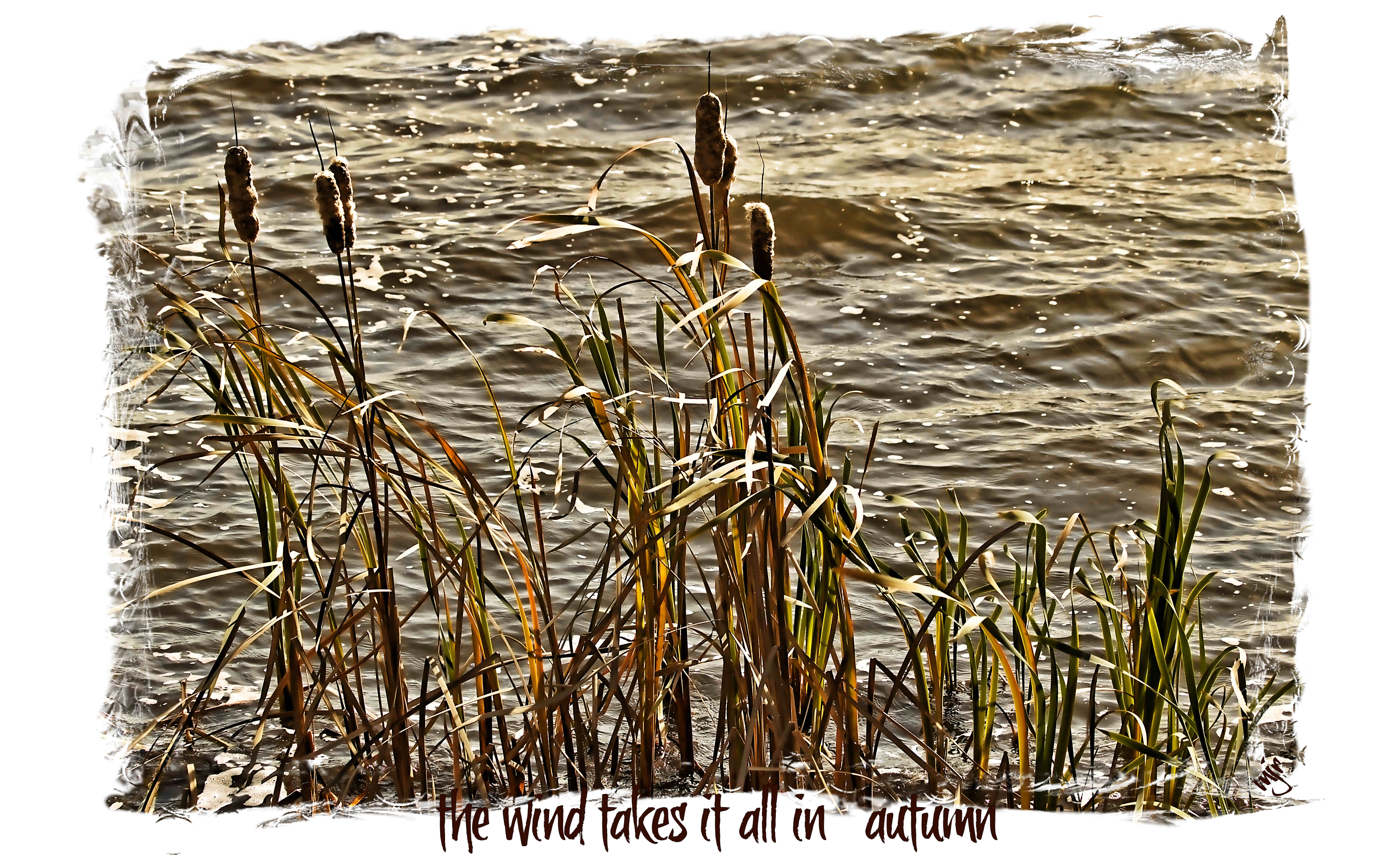 thewindtakesitallinhaiga