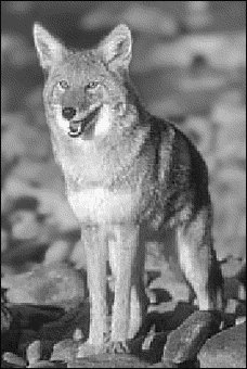 coyote-looking