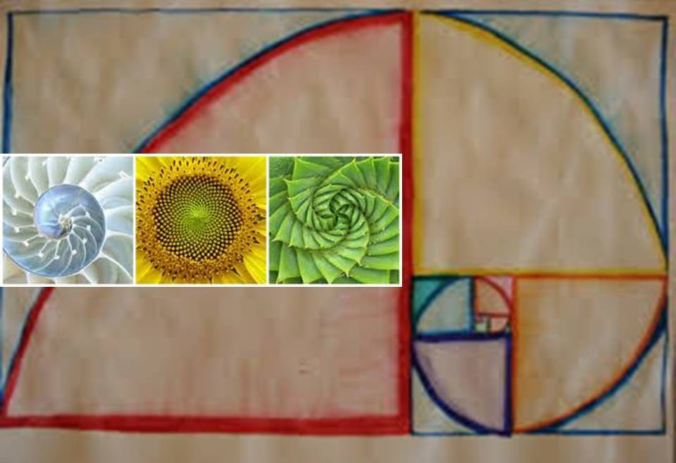 Fibonacci Spiral