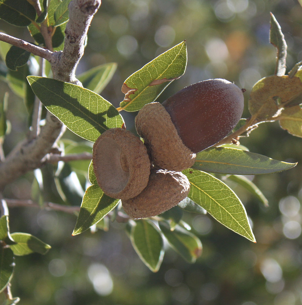 1014px-Quercus_chrysolepis_acorns_Big_Bear_Lake