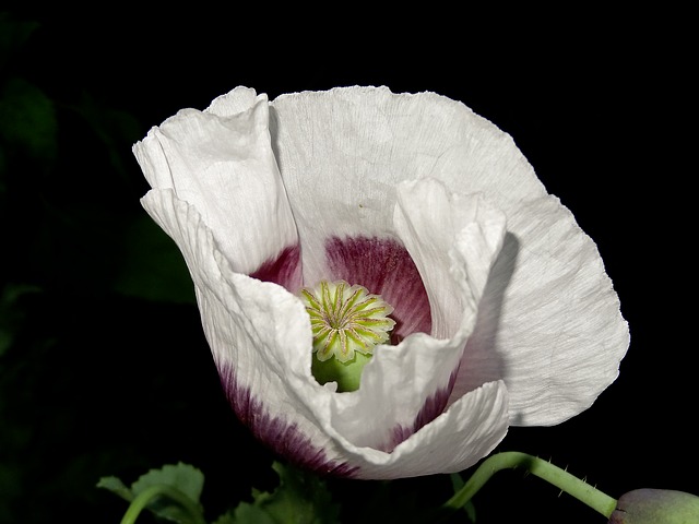 White Poppy (Tan&nbsp;Renga)