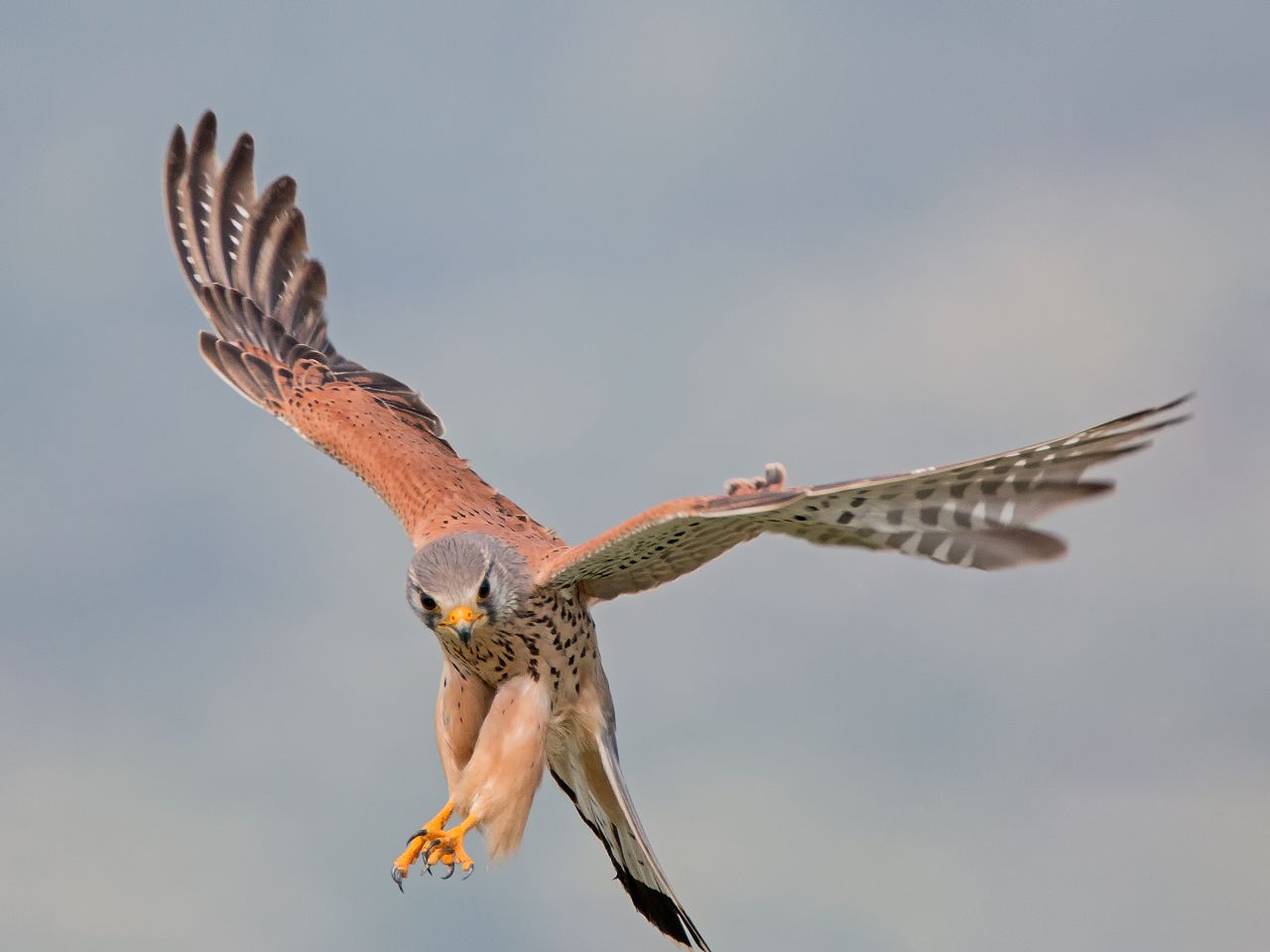 1280px-Male_kestrel
