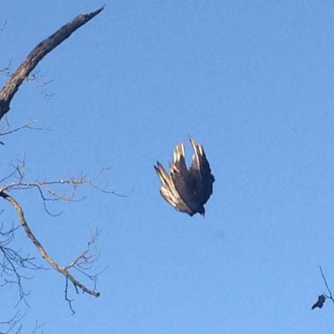 22498940_1706351862711403_6371121529896950978_o