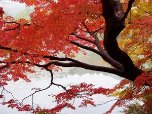 740962-Autumn-in-all-its-glory-1