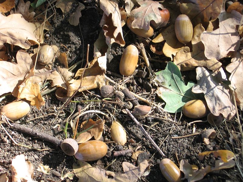 800px-Jesien-zoledzie