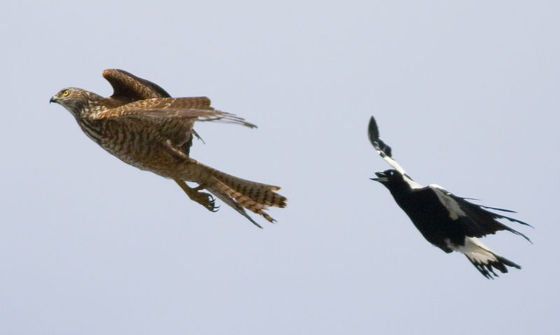 800px-Magpie_chasing_Brown_Goshawk_(Immature)