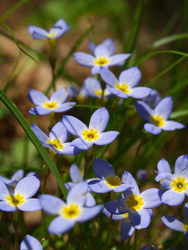 Bluet__Houstonia_caerulea