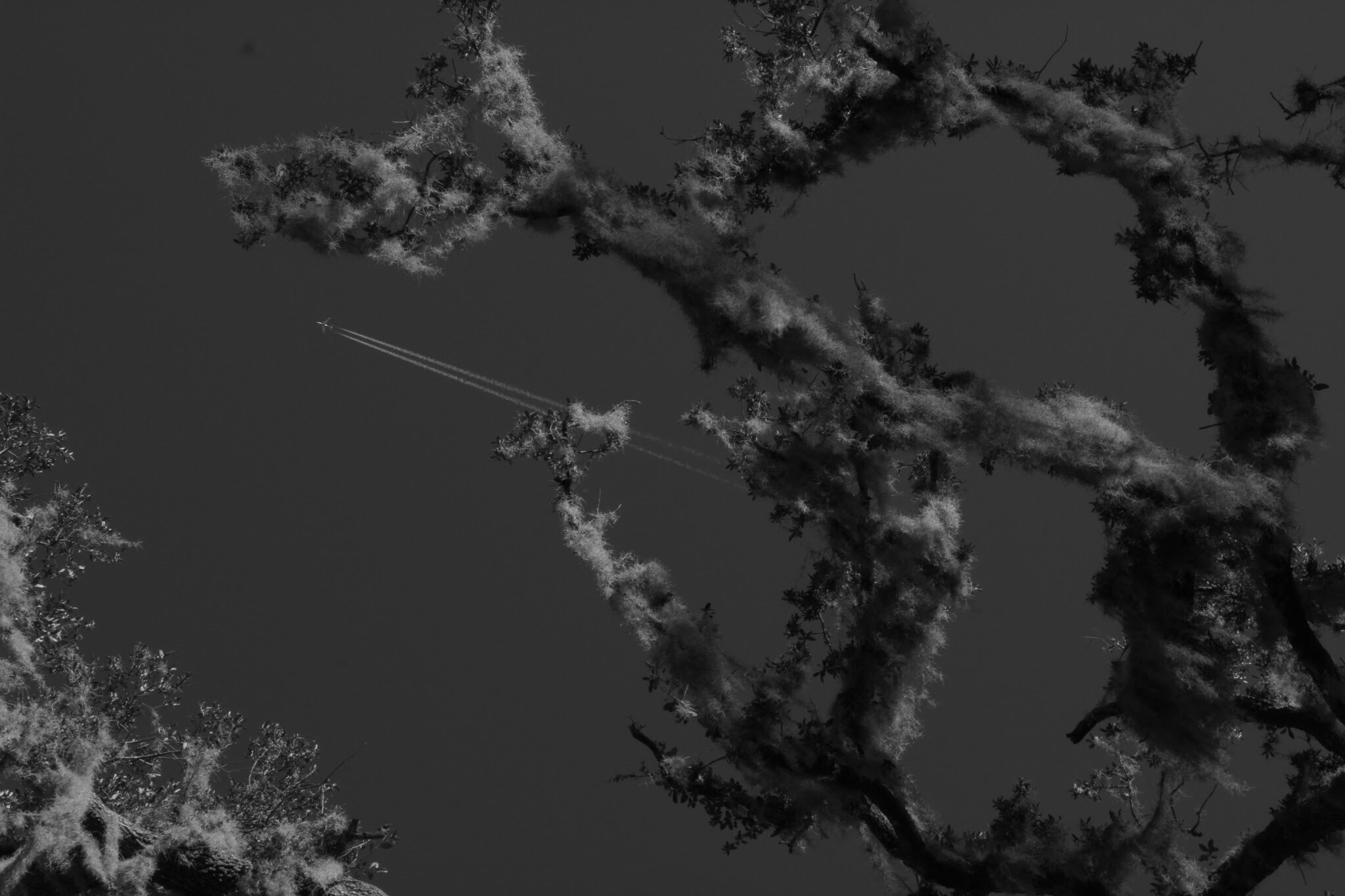 Harry P. Leu Gardens. Copyright Jill Lyman, al rights reserved.