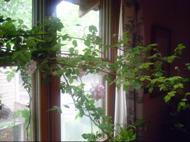 My beautiful picture