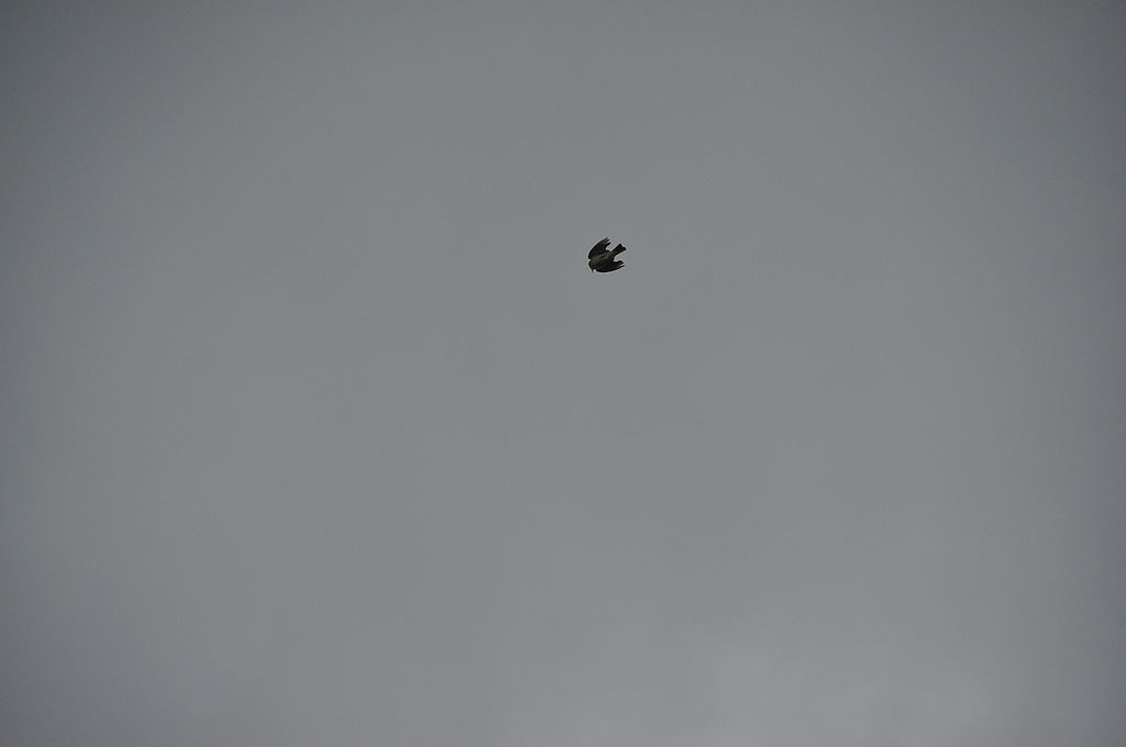 1024px-Skylark_at_Kenfig_Burrows_(4908)