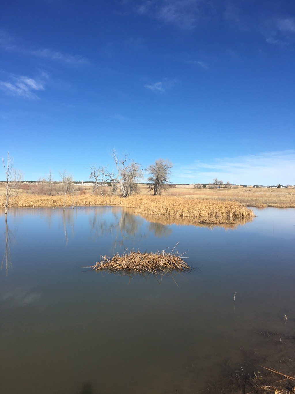 “The Pond,” A Haibun