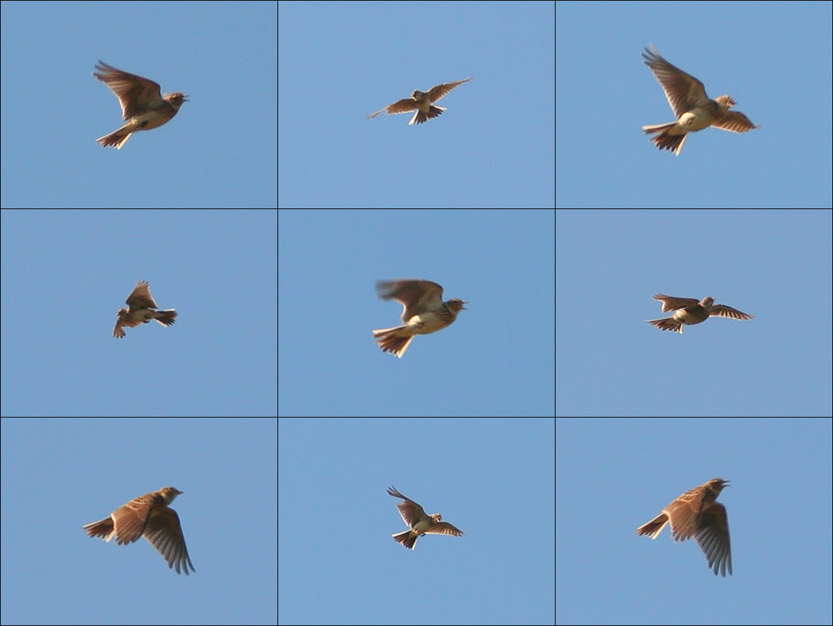 2391517303_f829b832ca_o