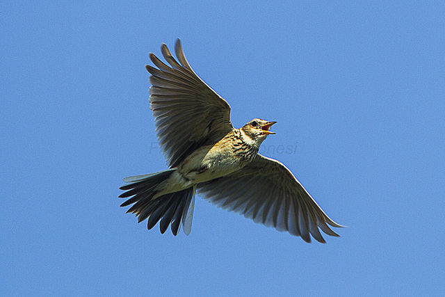 640px-Eurasian_Lark_-_Carso_-_Italy_S4E6227_(16946139562)