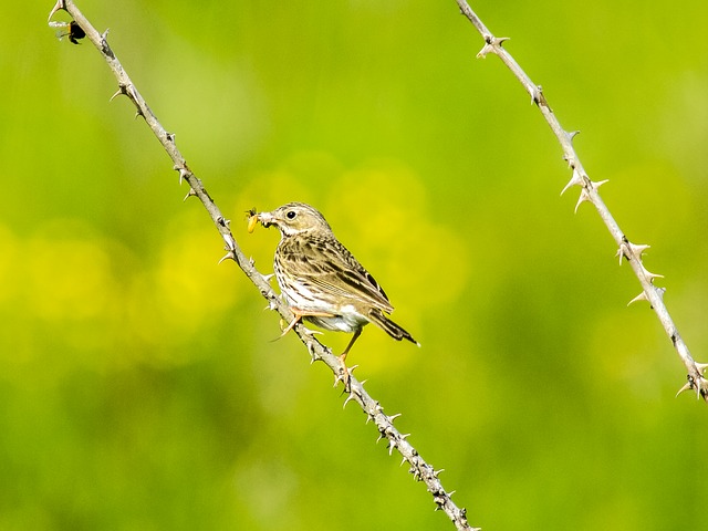 Skylark