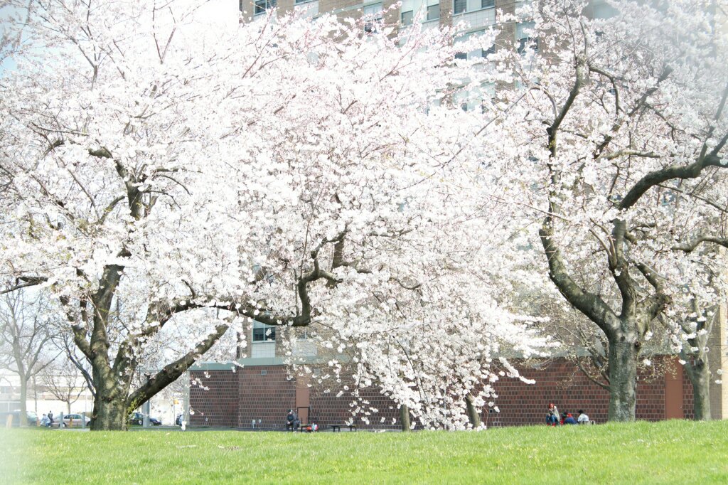 img_3945-cherry-blossoms-starrett-city729352608.jpg