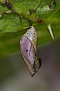 joy as daylight grows