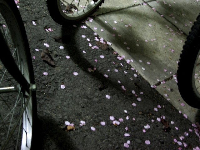 makou0629 - fallen petals