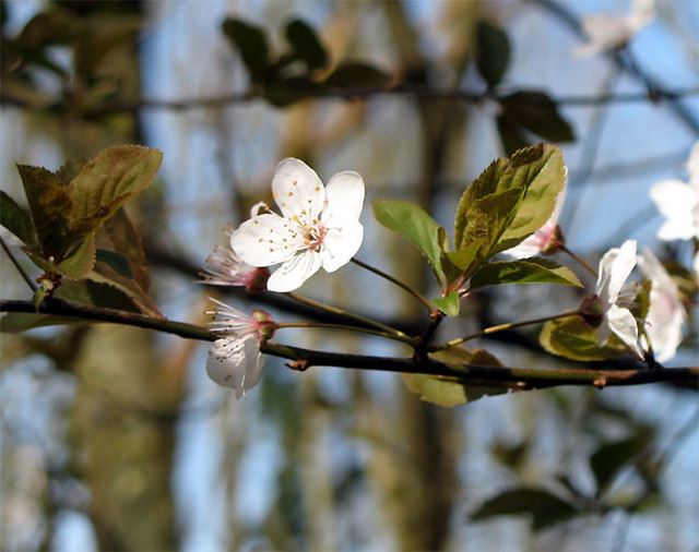 Myrobalan_Plum_Blossom_-_geograph.org.uk_-_367772