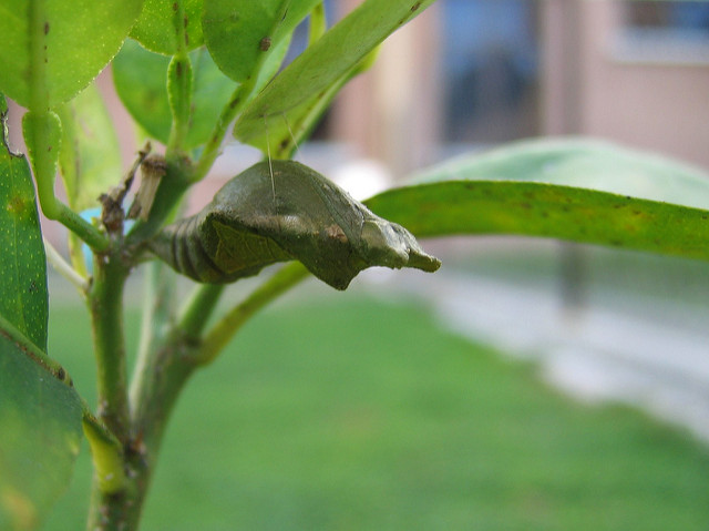 pslim - alien cocoon!