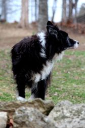 swirling black and white