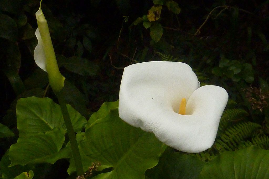 1024px-Arum_Lily_w&amp;g_(33085797381)