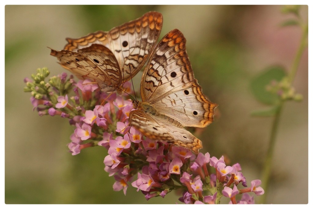 3C030206-BBEB-4D16-9869-E074A091926F