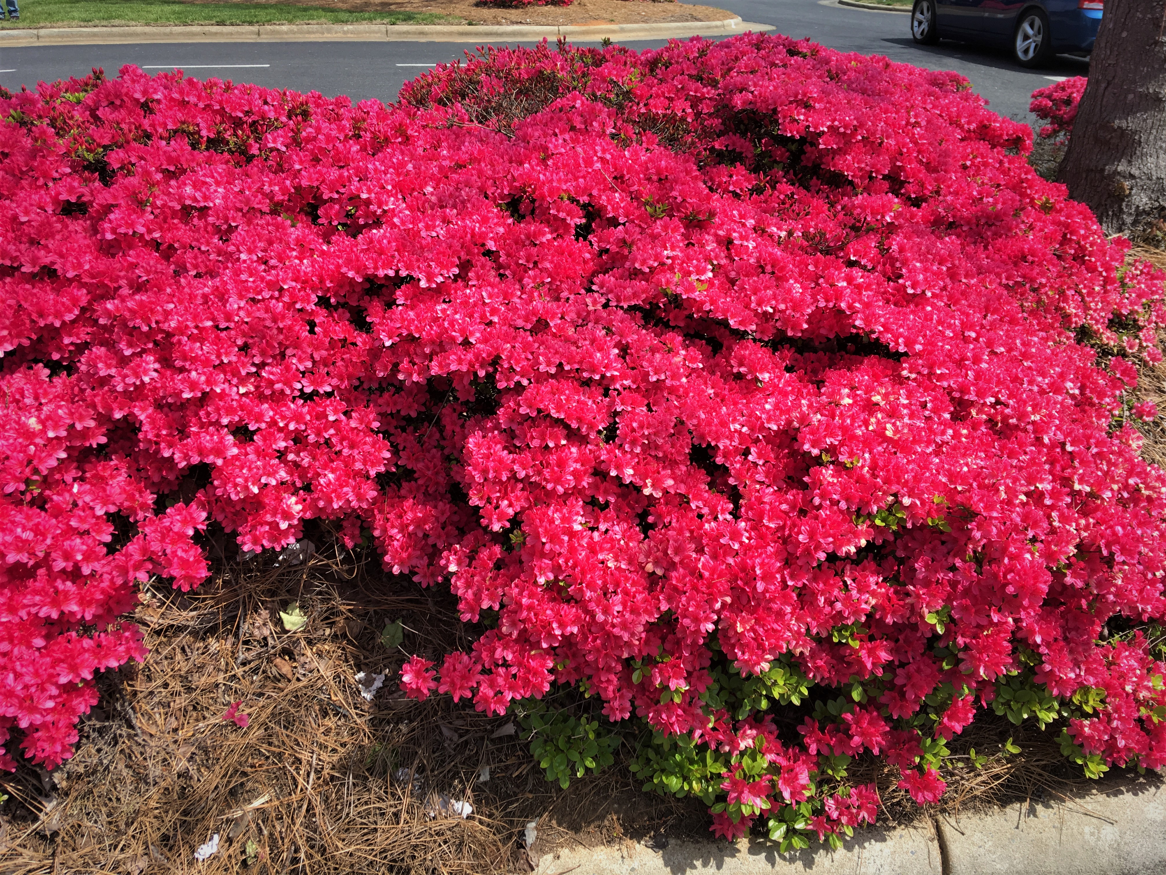 Azaleas