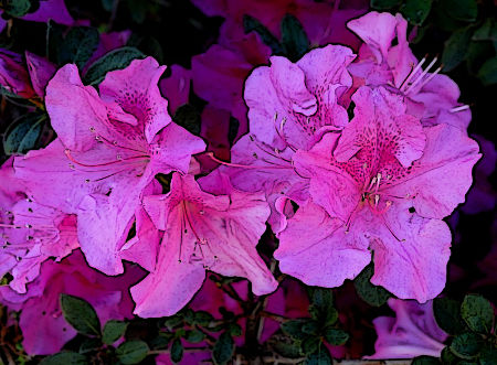 brilliant azalea