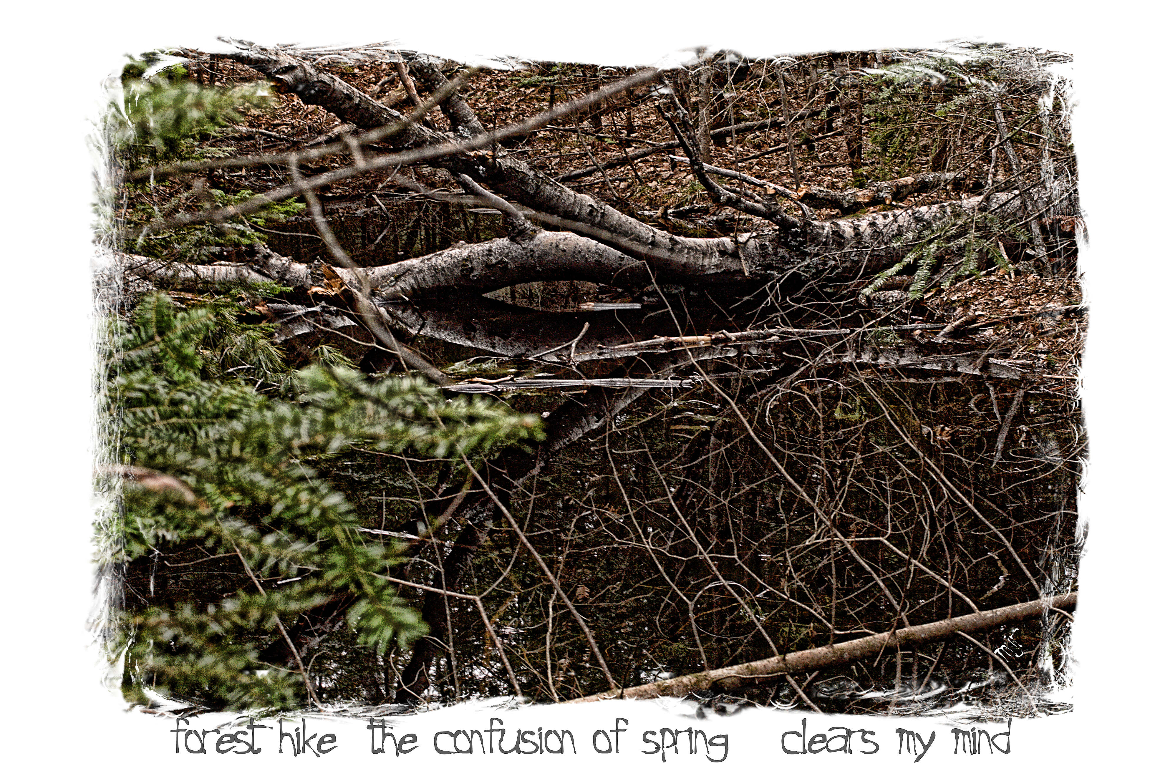 confusionofspringhaiga