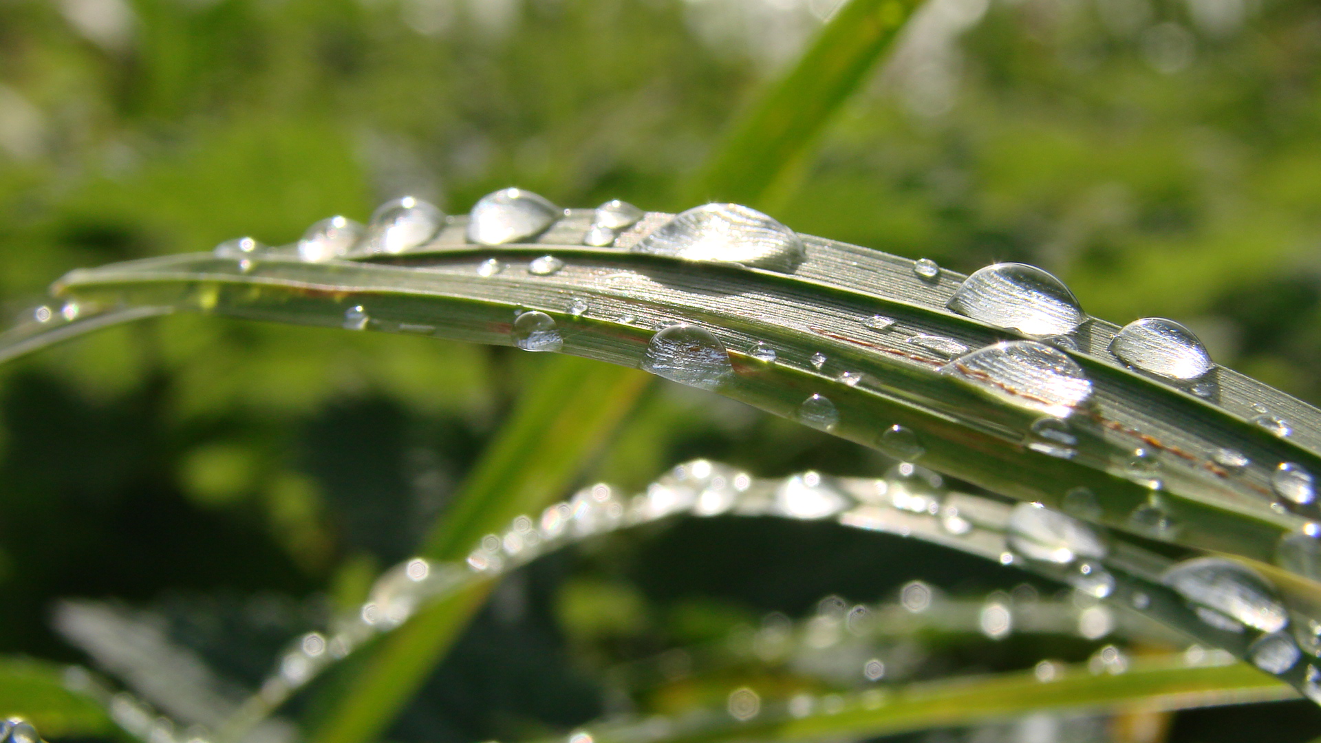 Grass_and_dew