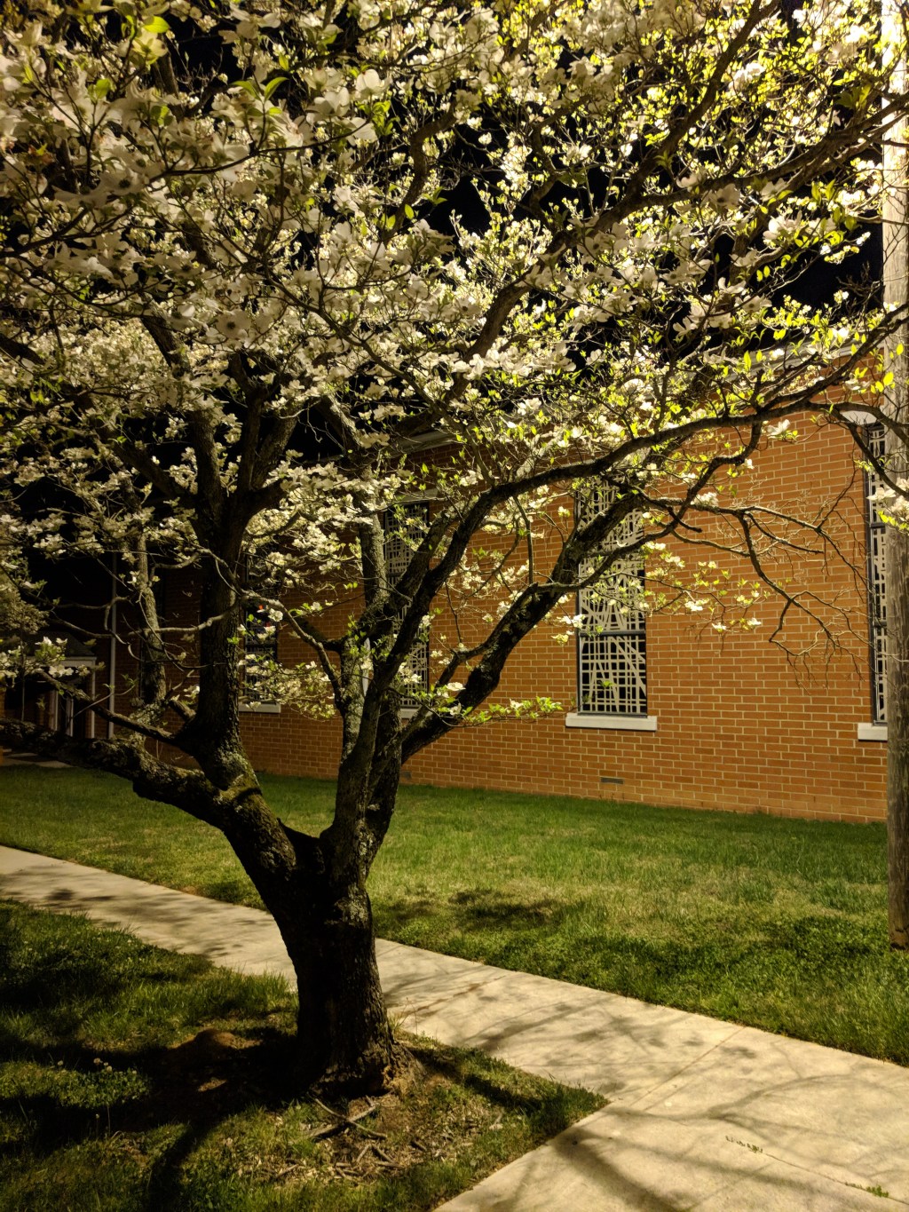 GloPoWriMo – Day Twelve – ‘The Yoshino Cherry&nbsp;Tree’