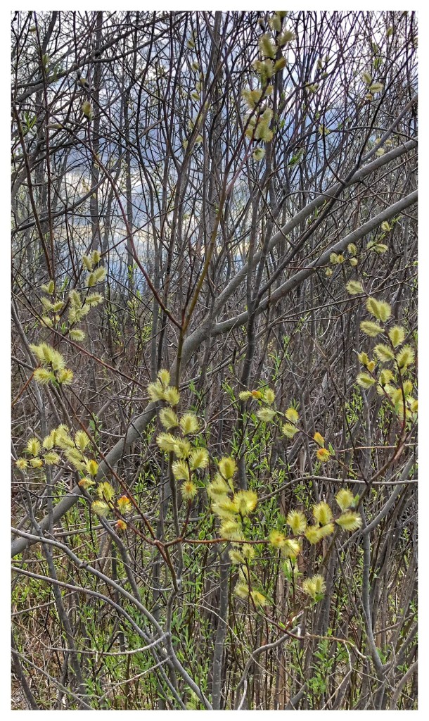 41B9C7CB-1D5D-47B0-8590-B15B50125189