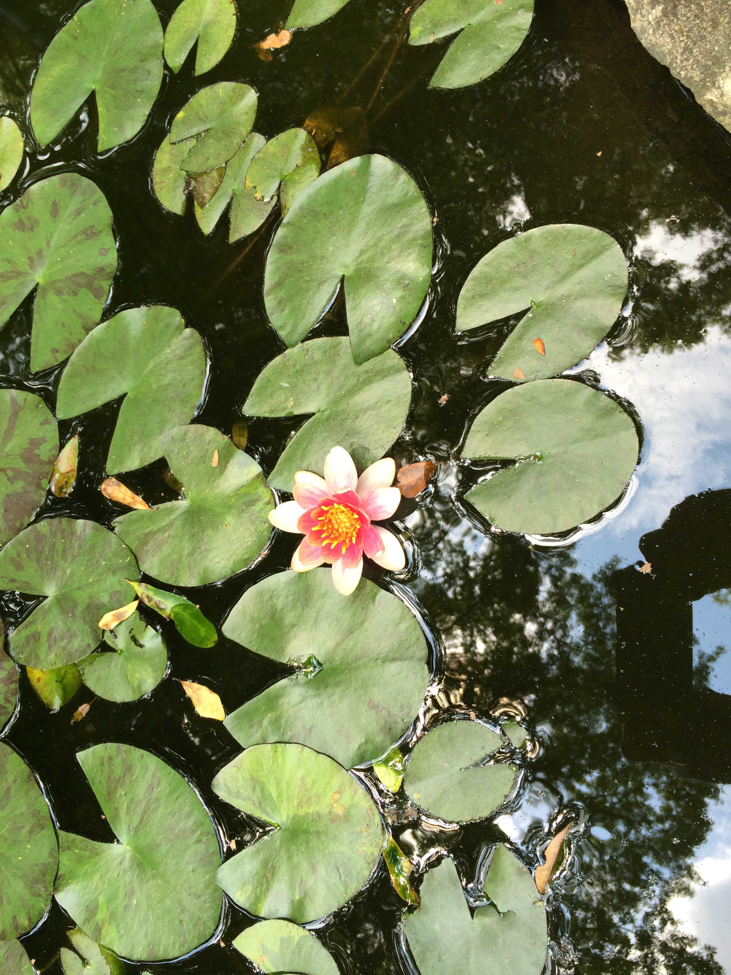 waterlily in our pond.