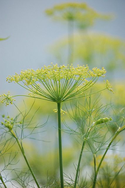 193f721d2f101bda4c51e13339f3f03a