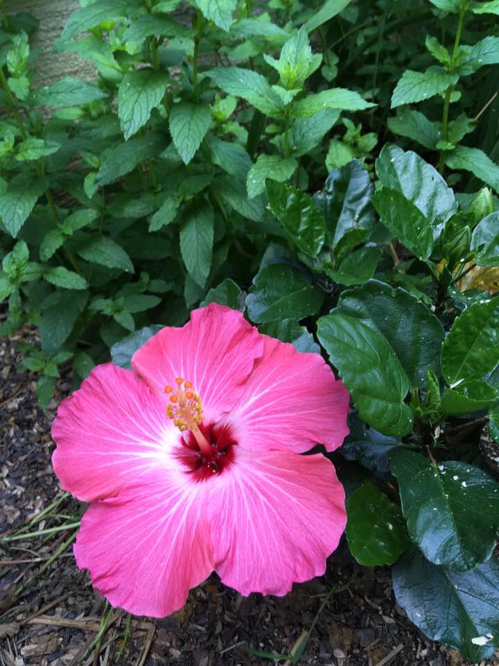 Hibiscus 2