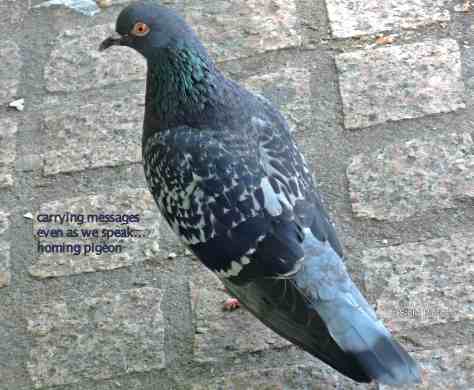 homing pigeon,haiga,