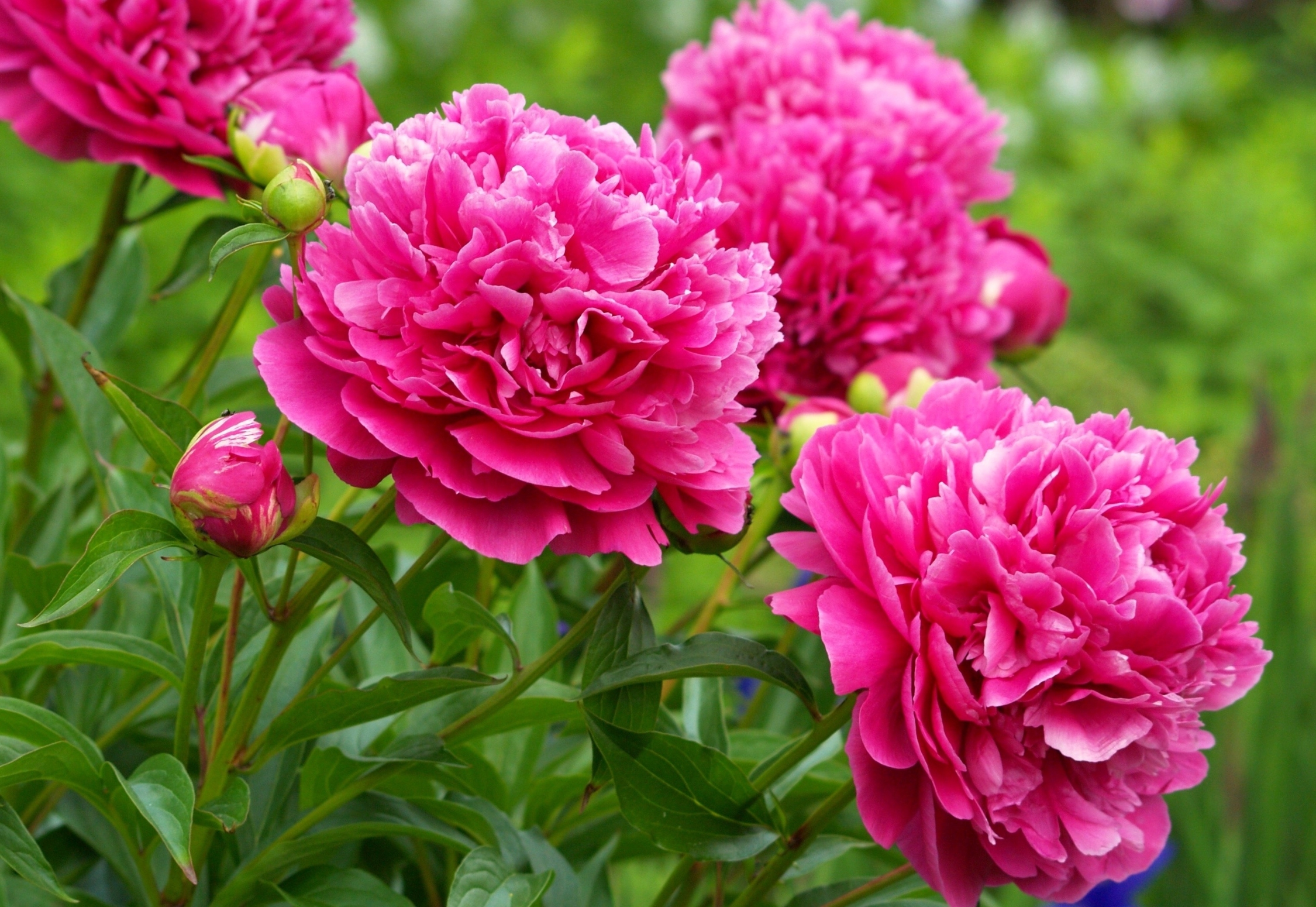 Nature___Flowers_Beautiful_peonies_in_the_woods_066083_.jpg