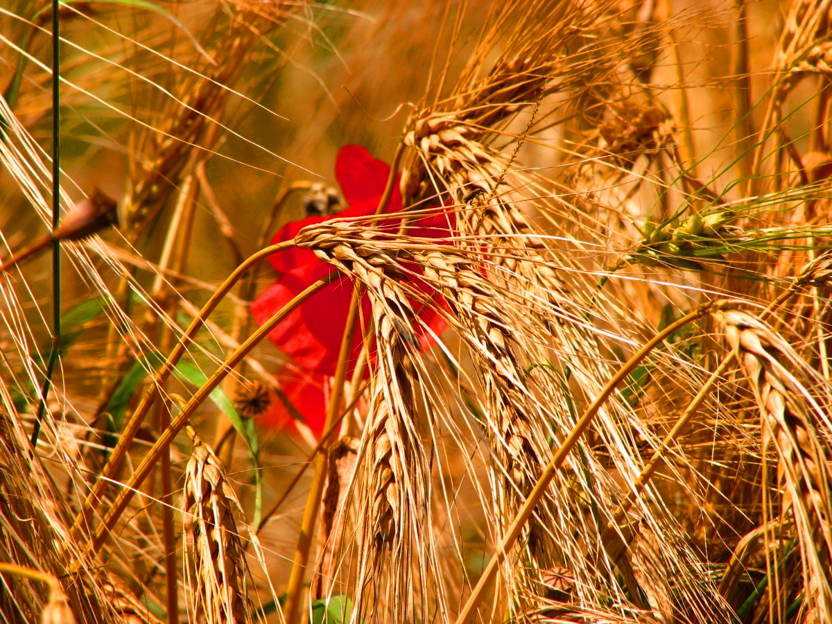 wheat.jpg
