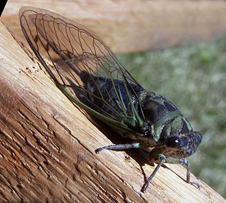 cicada Tibicen_linnei