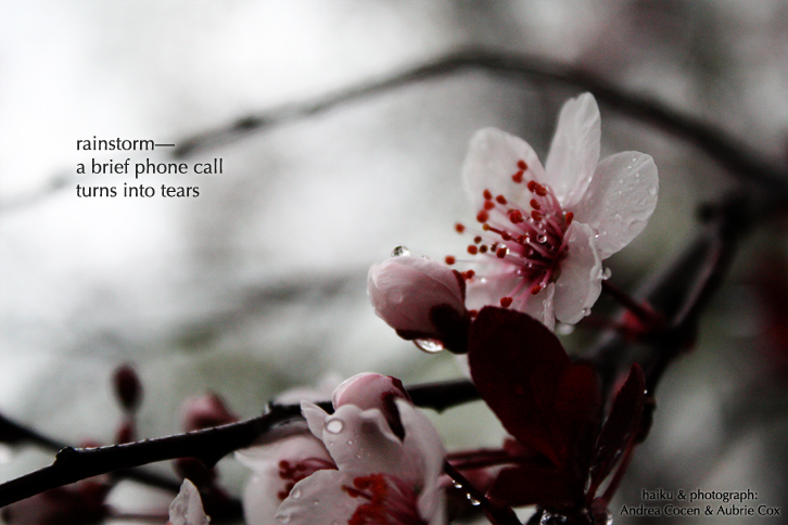 [rainstorm] haiga - acocen acox