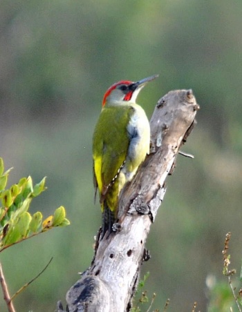 Green_Woodpecker