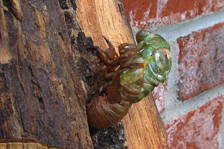 haijin learns haiku_1