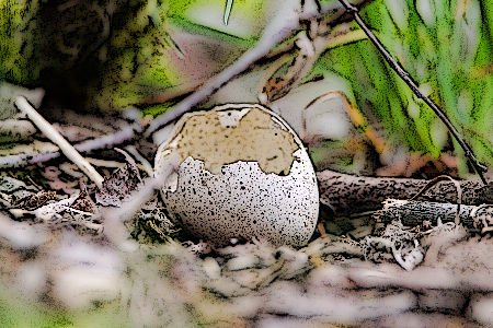 trace of broken shells