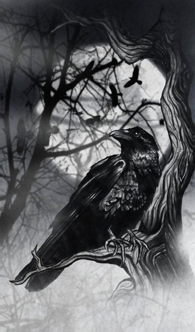 raven