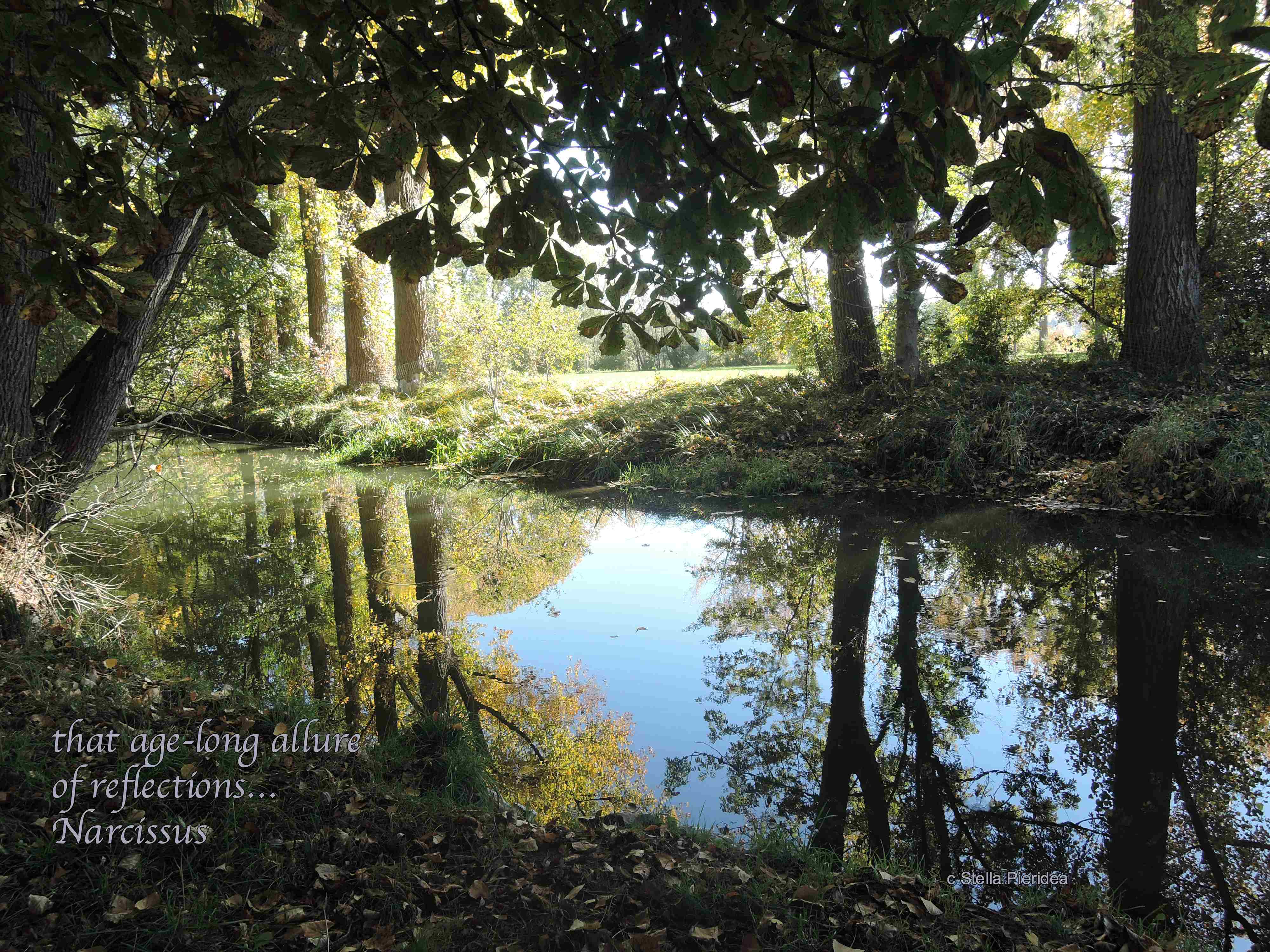 haiga Neusaess