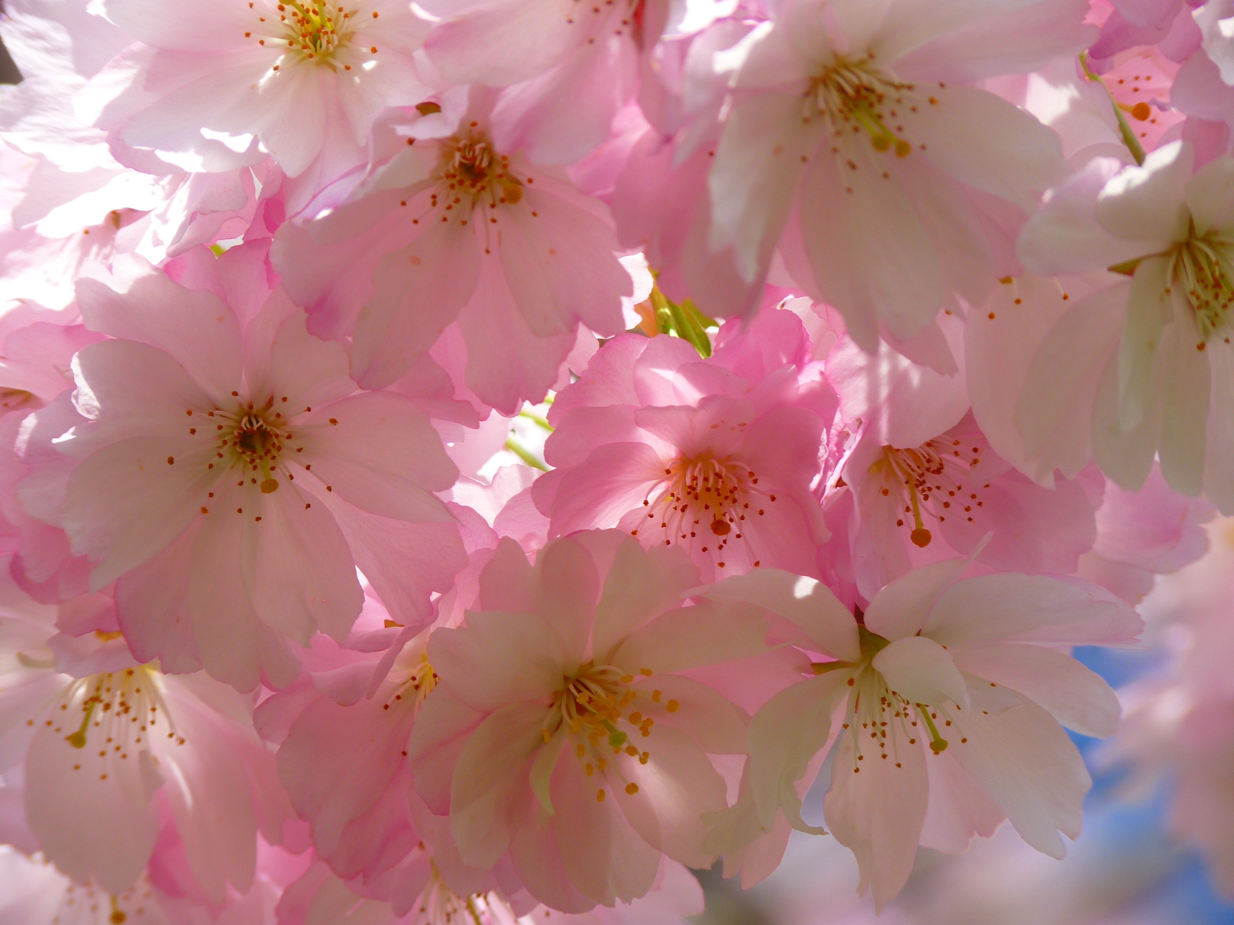 bloom-blossom-cherry-blossom-86709