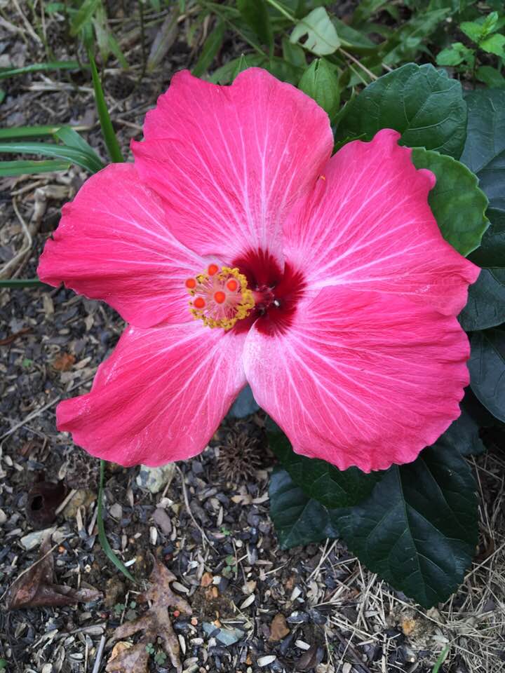 Hibiscus 5