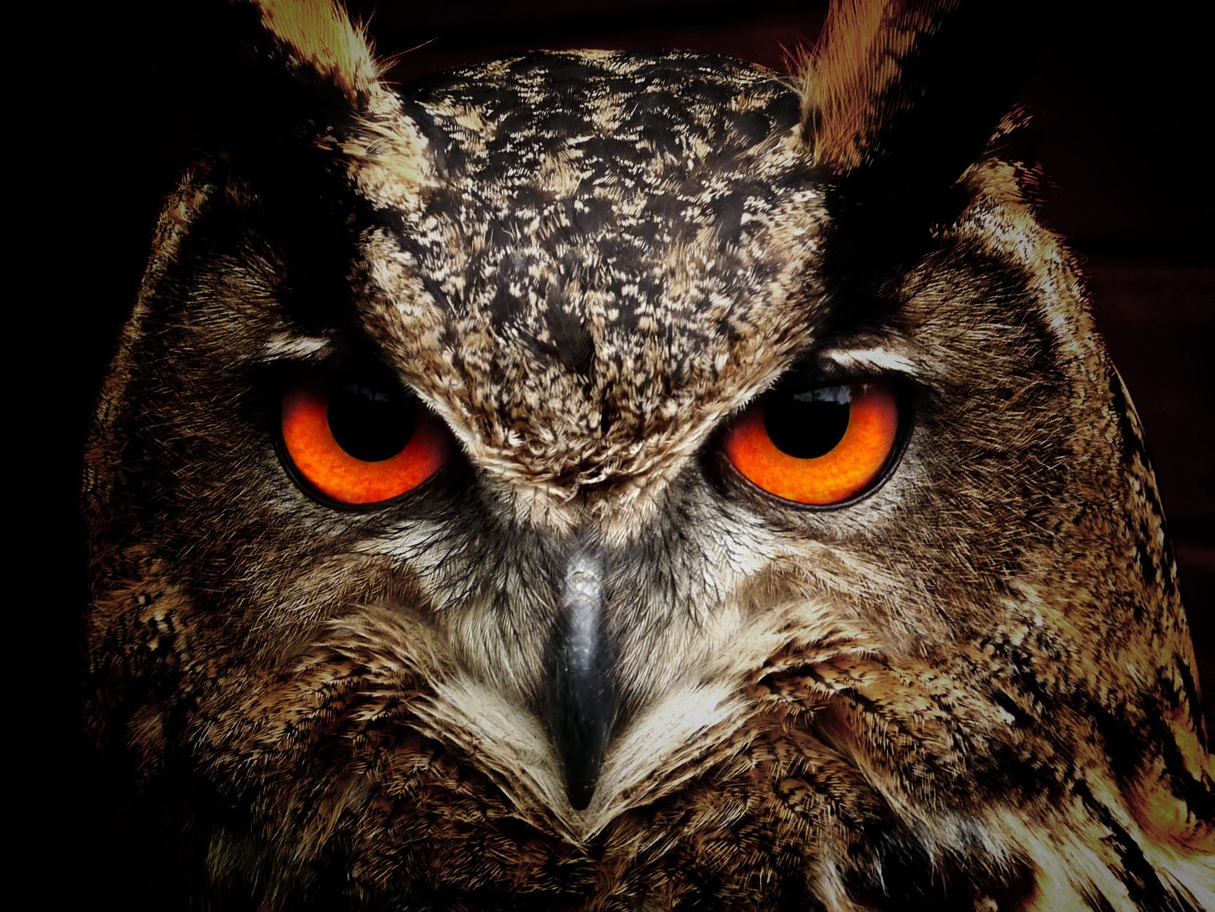bird eyes animals birds